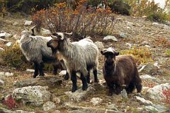 19 Goats At Yulok Village Across River From Kharta Tibet.jpg